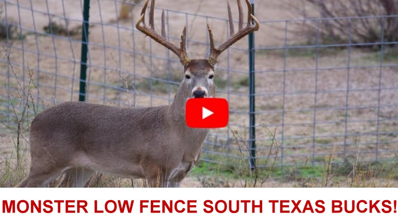 MONSTER LOW
                FENCE SOUTH TEXAS BUCKS!